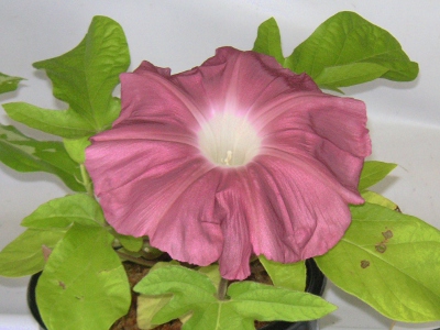 アサガオ〔朝顔〕の花（写真）